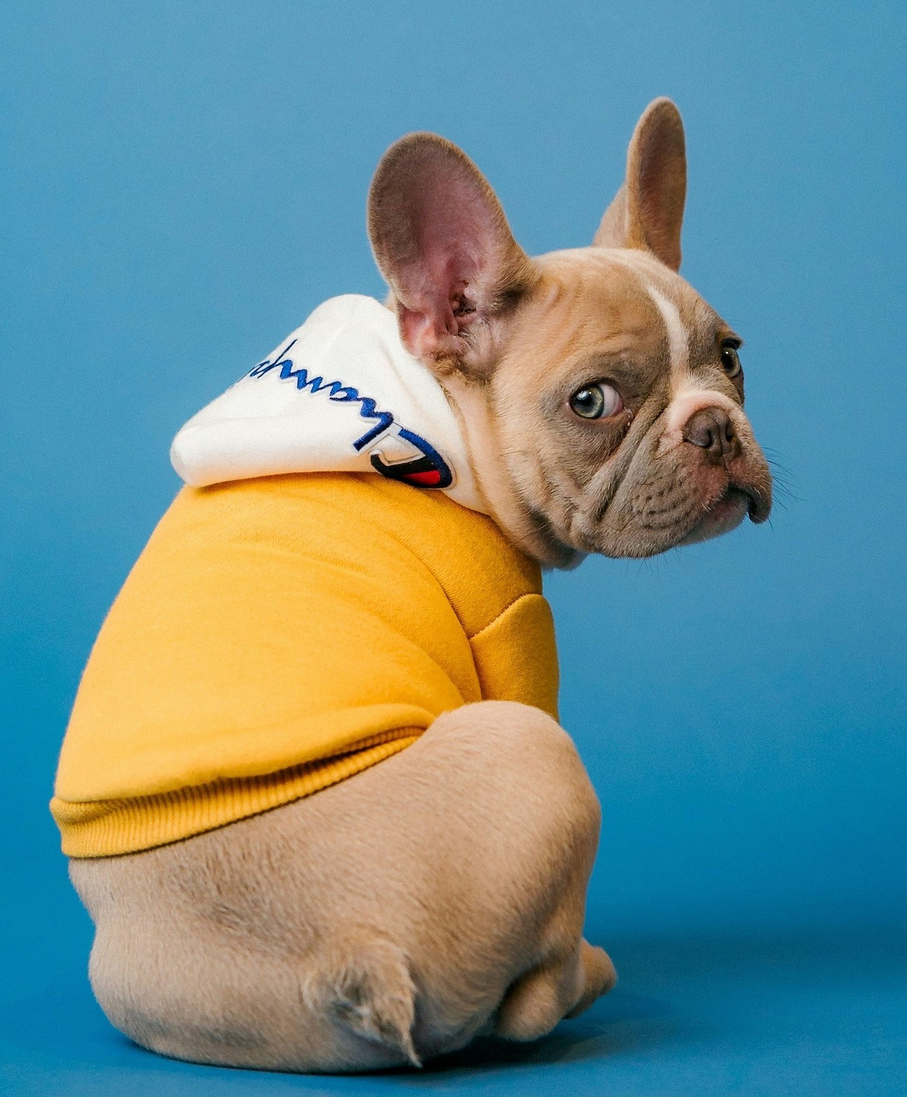 French bulldog in yellow hoodie